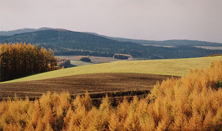 秋の丘
