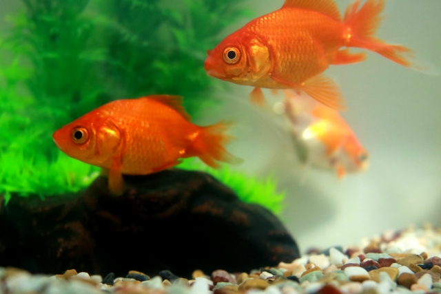 kingyo22140503_s.jpg