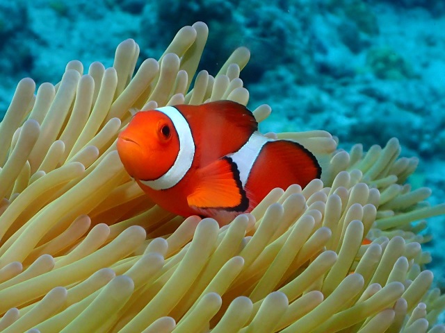 クマノミ33776462_s.jpg